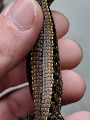 Abronia monticola