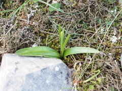 Fritillaria ehrhartii