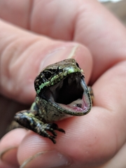 Abronia monticola