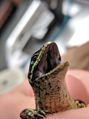 Abronia monticola