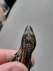 Abronia monticola