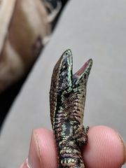Abronia monticola