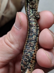 Abronia monticola