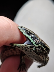 Abronia monticola