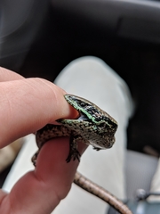 Abronia monticola