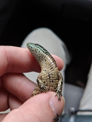 Abronia monticola