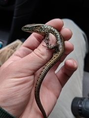 Abronia monticola