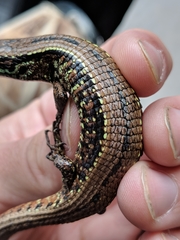 Abronia monticola