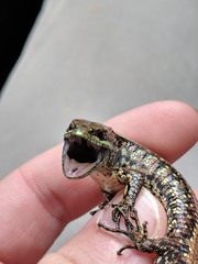 Abronia monticola
