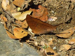 Marpesia furcula