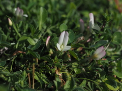 Trifolium uniflorum
