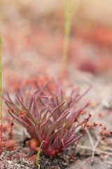 Phemeranthus mengesii