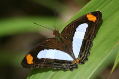 Adelpha iphiclus
