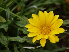 Gazania