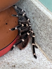 Acanthoscurria geniculata