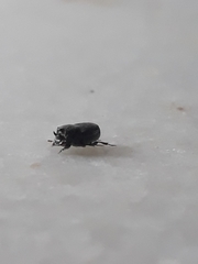 Onthophagus castetsi