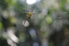 Micrathena crassispina
