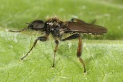 Bibio lanigerus