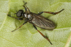 Bibio lanigerus