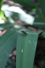 Leptoscelis elongator