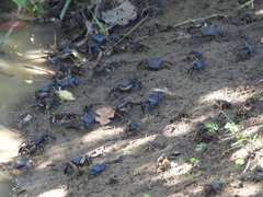 Parasesarma catenatum