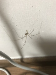 Pholcidae