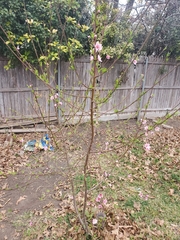 Prunus persica persica