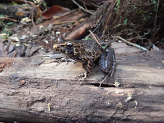 Pulchrana baramica
