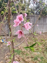 Prunus persica persica