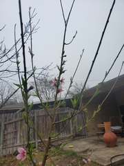 Prunus persica persica