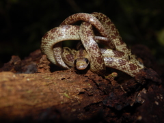 Lycodon subannulatus