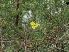 Tabebuia nodosa