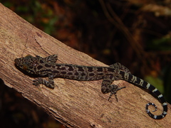 Cyrtodactylus majulah