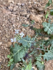 Dryopetalon runcinatum