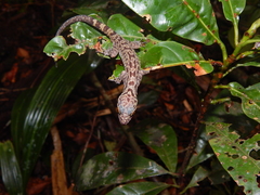 Cyrtodactylus majulah