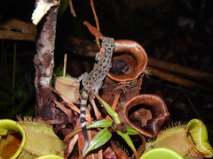 Cyrtodactylus majulah