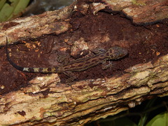 Cyrtodactylus majulah