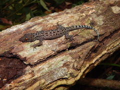 Cyrtodactylus majulah