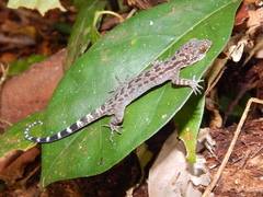 Cyrtodactylus majulah