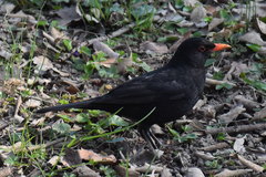 Turdus merula