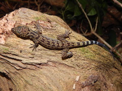 Cyrtodactylus majulah