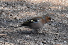 Fringilla coelebs