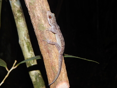 Cyrtodactylus majulah