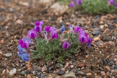 Oxytropis chionobia