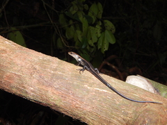 Eutropis multifasciata