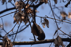 Aegithalos caudatus