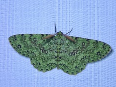 Ophthalmitis viridior