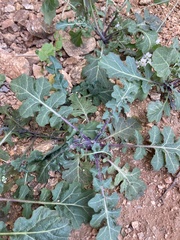 Dryopetalon runcinatum