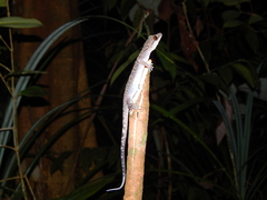 Cyrtodactylus majulah