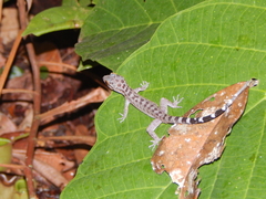 Cyrtodactylus majulah